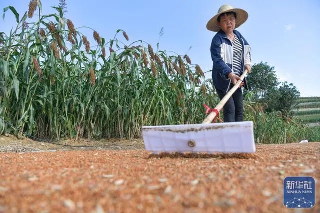 8月15日，仁怀市长岗镇茅坡村种植户在晾晒红缨子高粱。